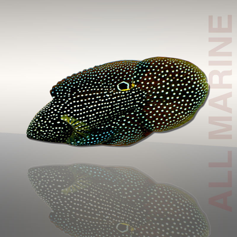 calloplesiops altivelis par All Marine calloplesiops altivelis par All Marine